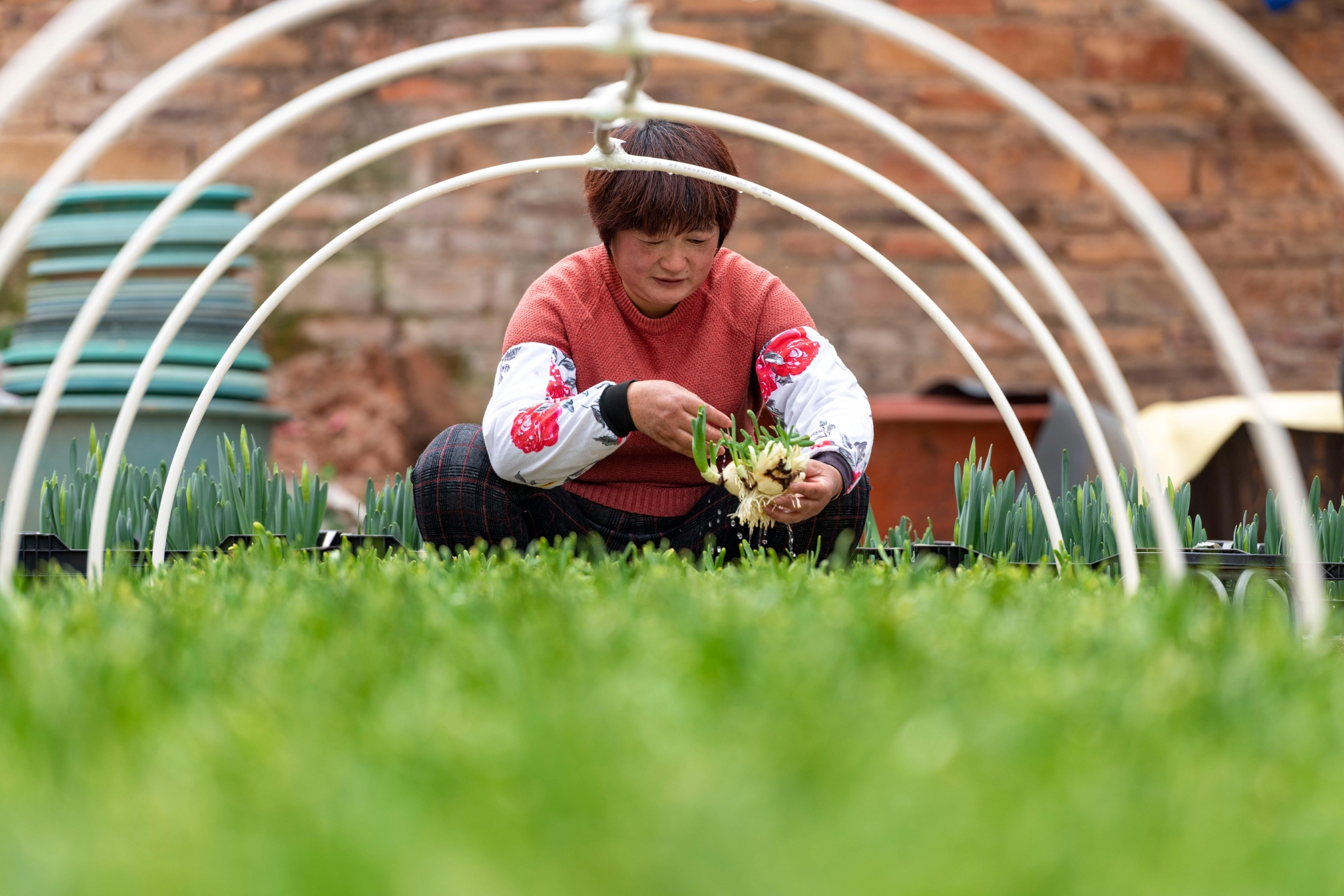 1月16日,在漳州市高新区九湖镇百花村,消费者在挑选雕刻好的花球.