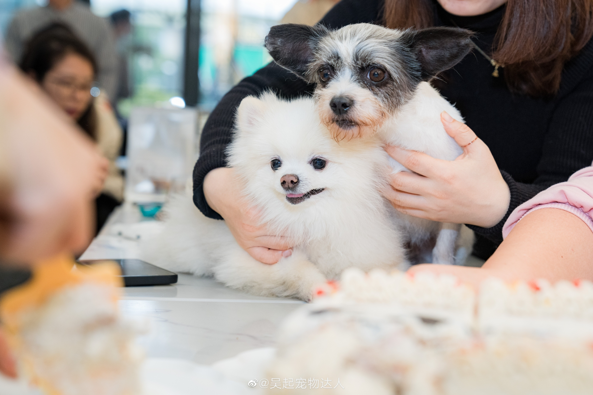 上海治疗犬团队小伙伴们今天张罗了一次聚会