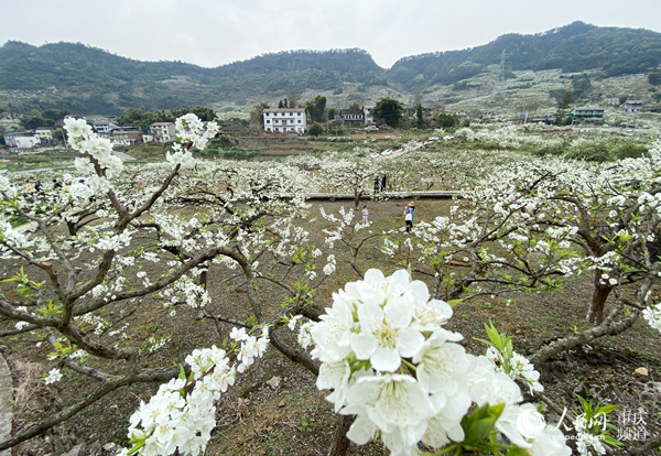 合川双凤:万亩李花漫山开 乡村美景惹人醉|双凤镇|李花|赏花_新浪新闻