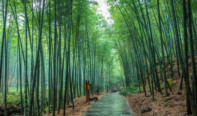四万亩的“青翠竹海”,坐落于江苏省内,我国的“竹林圣地”|竹海|竹子|竹林_新浪新闻