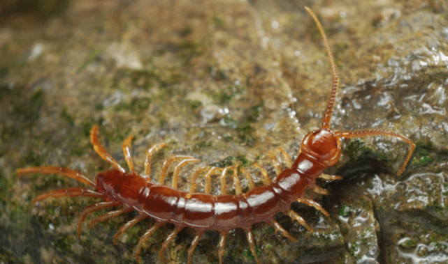 盘点世界十大脚最多的动物__财经头条