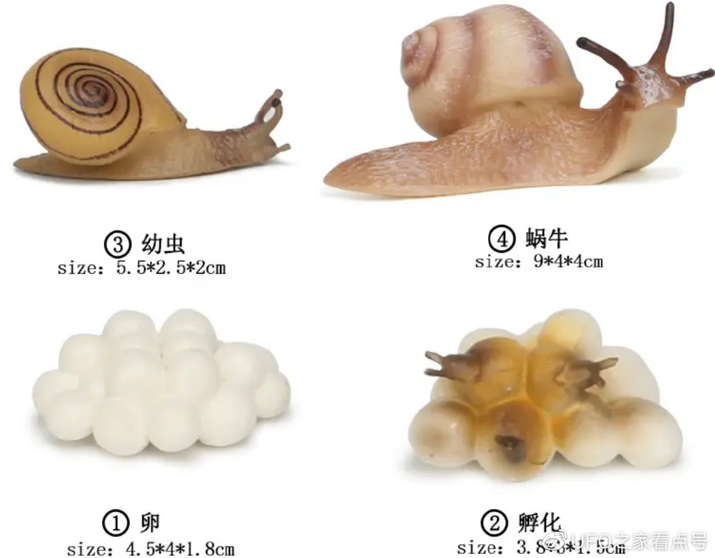 蜗牛的成长过程乍眼一看,它的繁衍能力似乎很一般,但是要知道,它一年