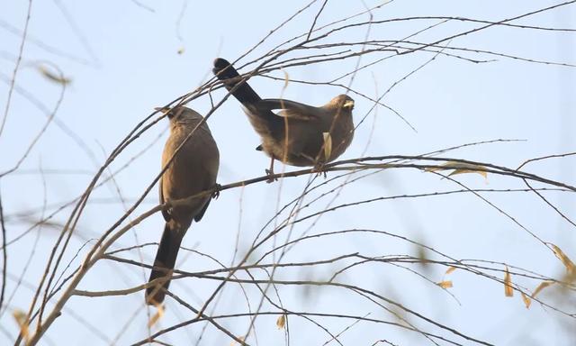 别看TA其貌不扬,这可是我国独有的鸟类休闲区蓝鸢梦想 - Www.slyday.coM 别看TA其貌不扬,这可是我国独有的鸟类休闲区蓝鸢梦想 - Www.slyday.coM
