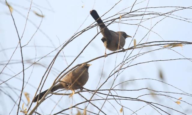 别看TA其貌不扬,这可是我国独有的鸟类休闲区蓝鸢梦想 - Www.slyday.coM 别看TA其貌不扬,这可是我国独有的鸟类休闲区蓝鸢梦想 - Www.slyday.coM