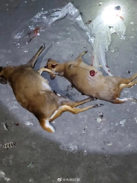 福建4人猎杀白鹇小麂等动物被判刑休闲区蓝鸢梦想 - Www.slyday.coM