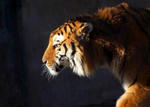 辽宁猛(萌)虎来了!