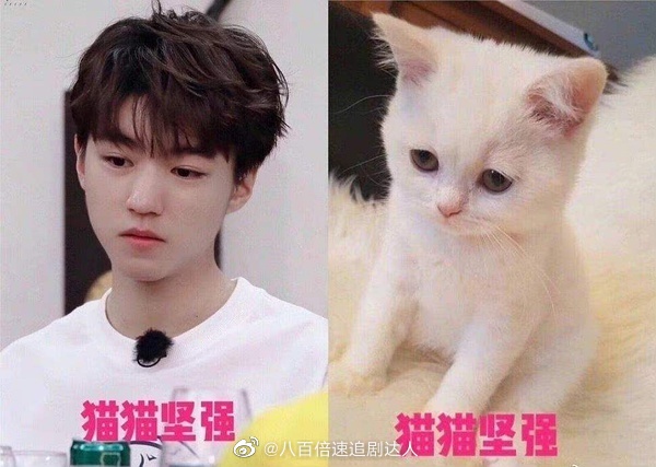 王俊凯本体可能是只猫不论是惊人的弹跳力敏捷度