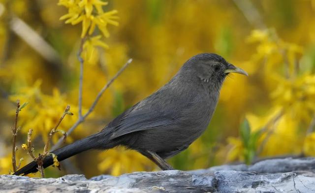 别看TA其貌不扬,这可是我国独有的鸟类休闲区蓝鸢梦想 - Www.slyday.coM 别看TA其貌不扬,这可是我国独有的鸟类休闲区蓝鸢梦想 - Www.slyday.coM