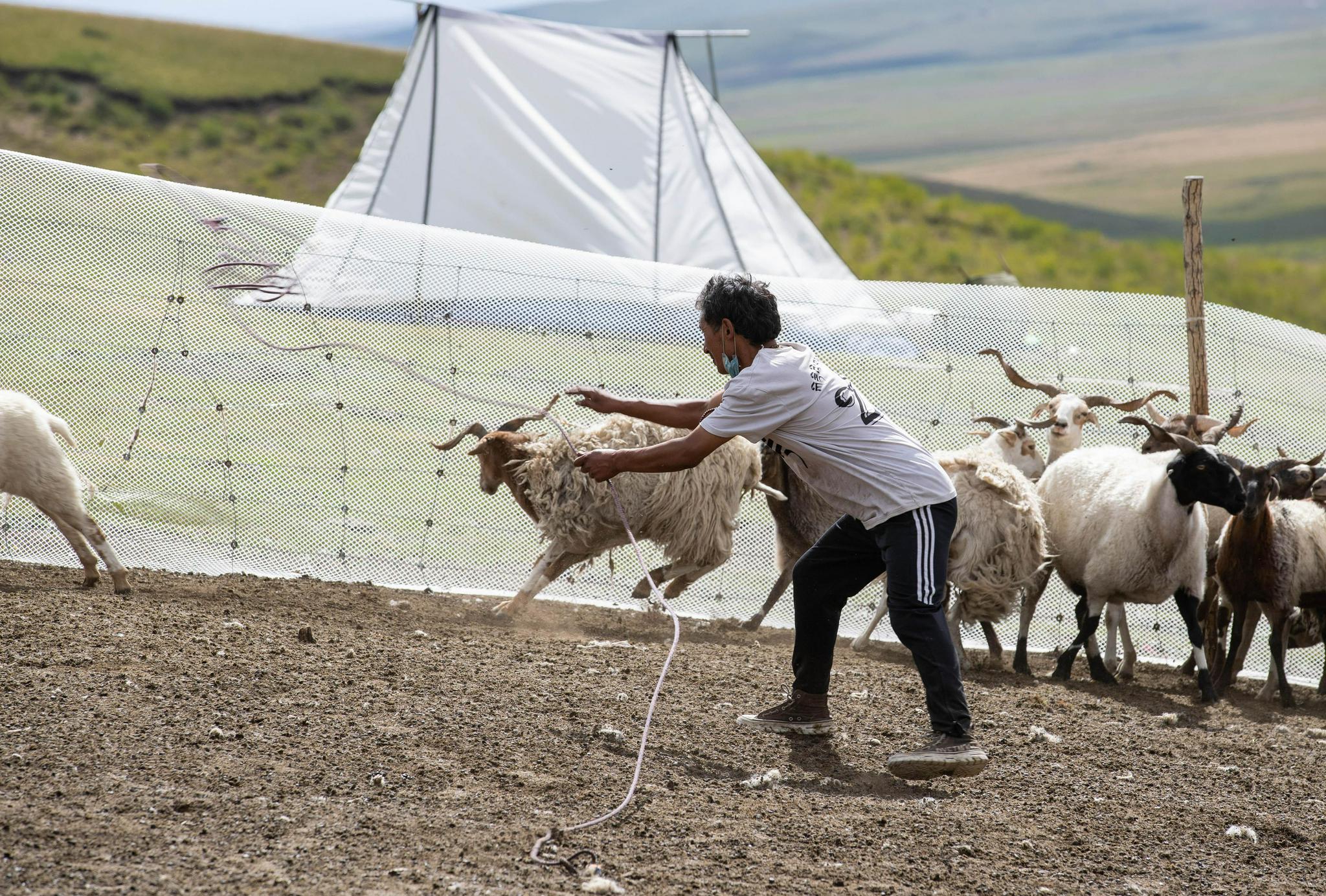 8月17日,牧民严扎一家人全上阵在羊群中抓羊,准备用这些羊换另一户