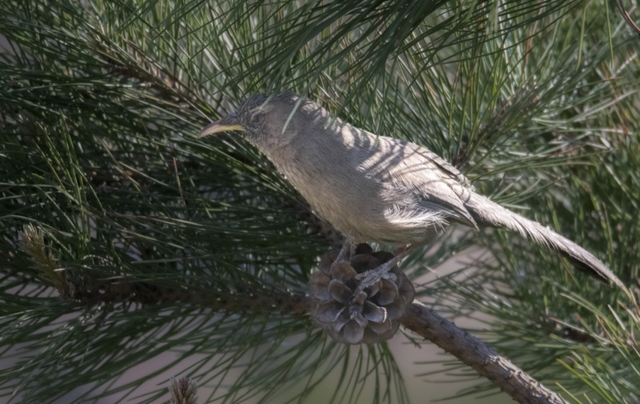 别看TA其貌不扬,这可是我国独有的鸟类休闲区蓝鸢梦想 - Www.slyday.coM 别看TA其貌不扬,这可是我国独有的鸟类休闲区蓝鸢梦想 - Www.slyday.coM