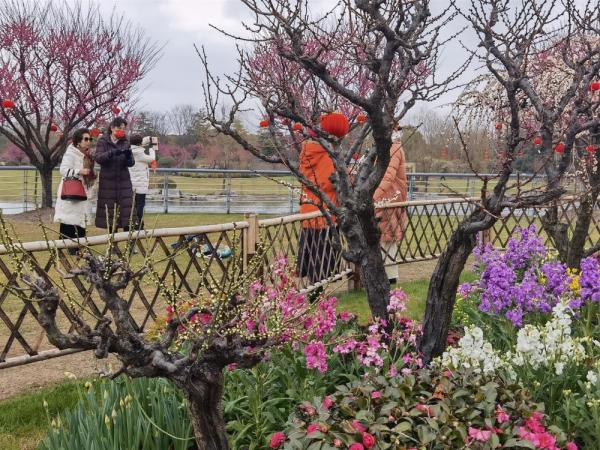 首届莘庄梅花节开幕1000余株梅花40进入盛花期