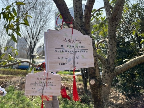 这群青少年在马鞍山森林公园栽下50株桂花树为武汉充植