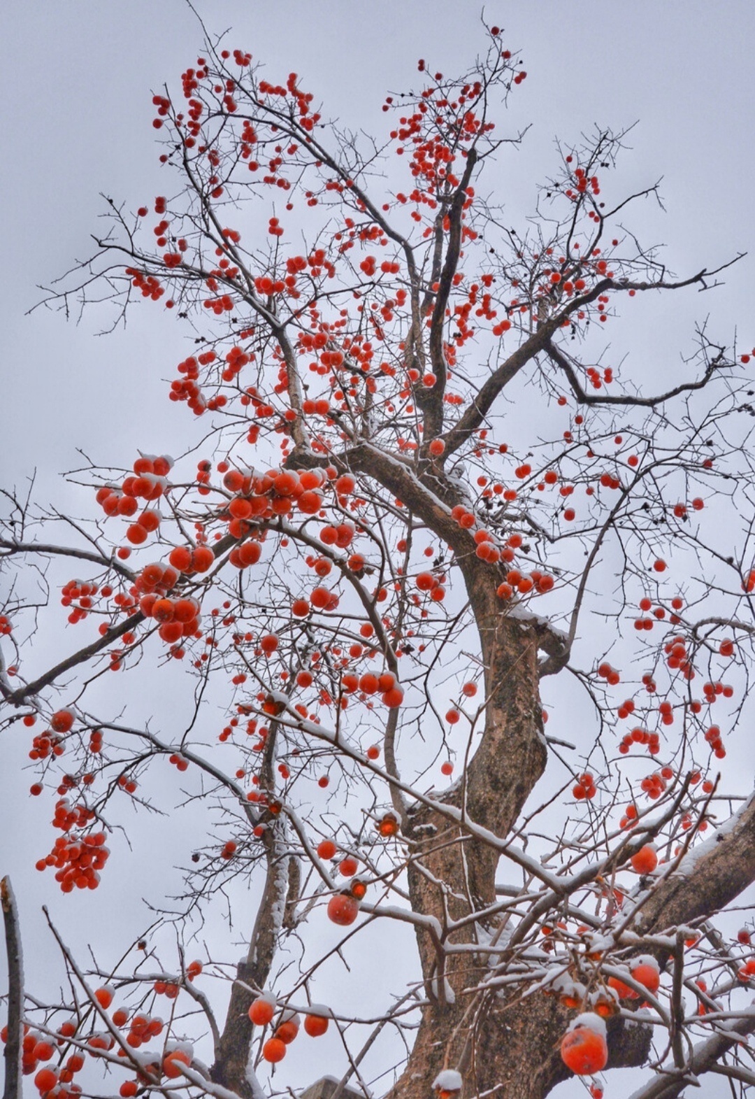 冬冻柿子甜如蜜,雪打柿子如灯笼,年年丰收好兆头