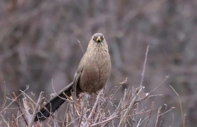 别看TA其貌不扬,这可是我国独有的鸟类休闲区蓝鸢梦想 - Www.slyday.coM 别看TA其貌不扬,这可是我国独有的鸟类休闲区蓝鸢梦想 - Www.slyday.coM
