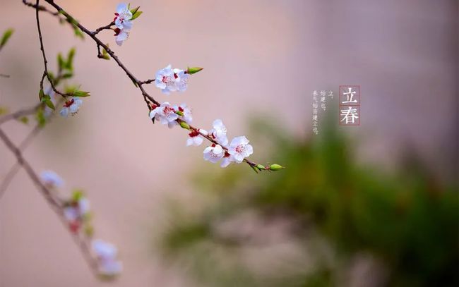 大年初四立春,是虎年的第一个节气.