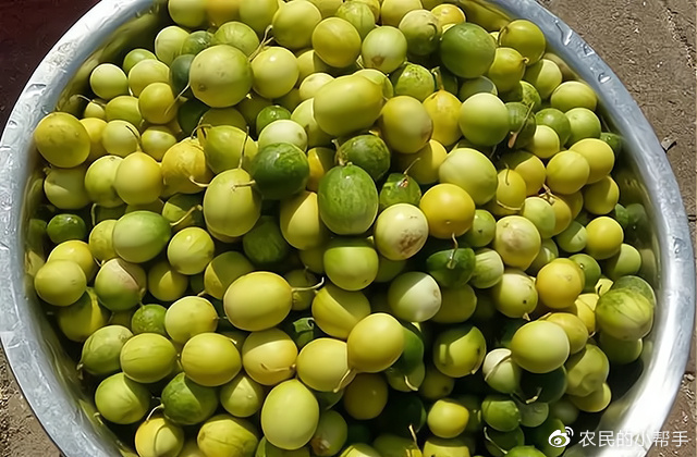 玉米田里的“小西瓜”，被农民当杂草防除，却有人收购上百元一斤休闲区蓝鸢梦想 - Www.slyday.coM