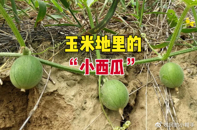 玉米田里的“小西瓜”，被农民当杂草防除，却有人收购上百元一斤休闲区蓝鸢梦想 - Www.slyday.coM
