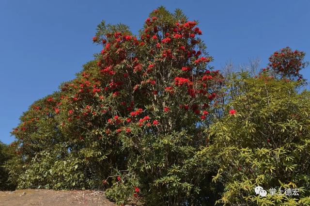 中华本草马缨花(马缨花有什么功效)