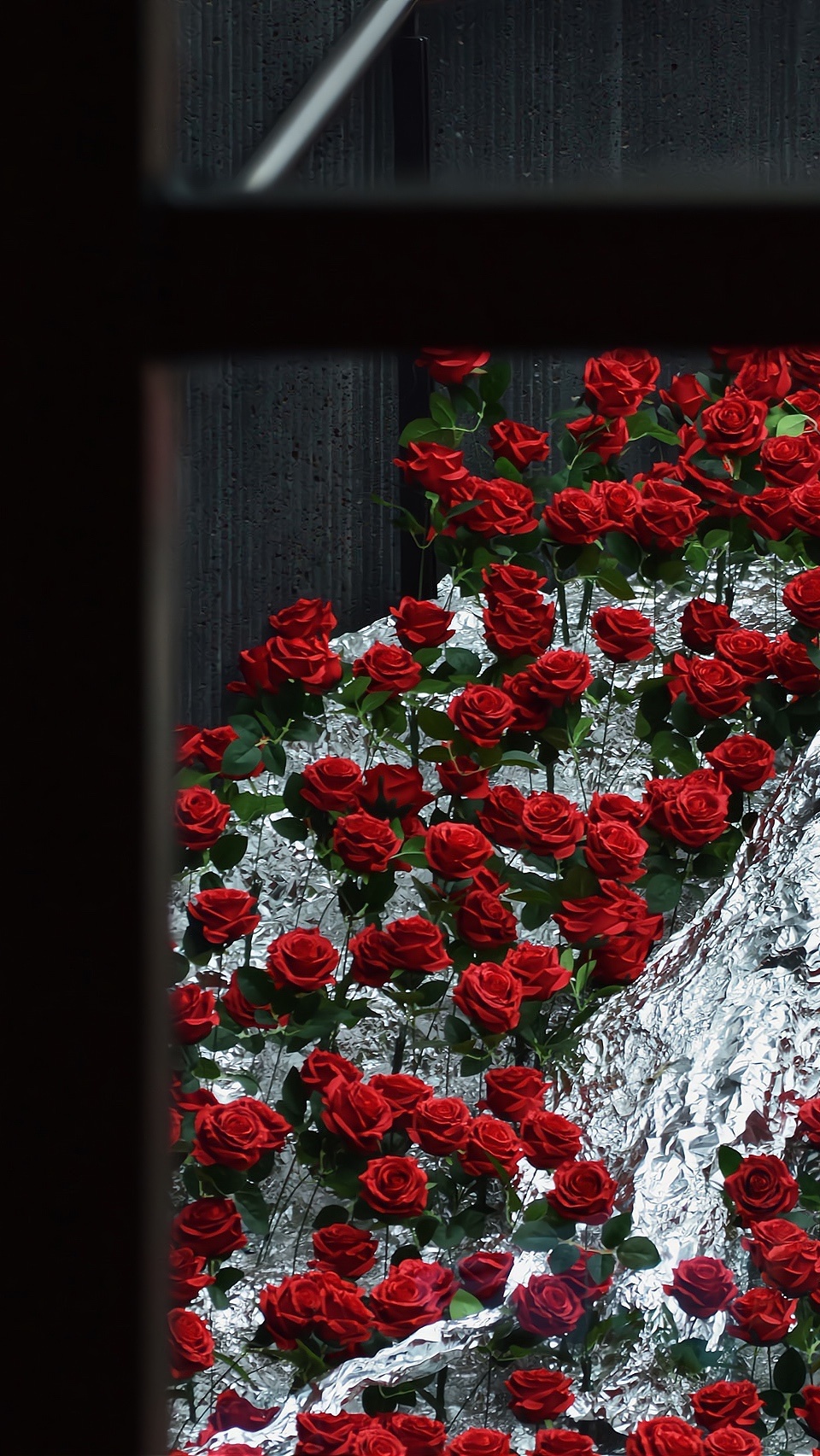 玫瑰到了花期意思是我想你了