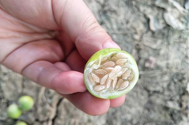 玉米田里的“小西瓜”，被农民当杂草防除，却有人收购上百元一斤休闲区蓝鸢梦想 - Www.slyday.coM