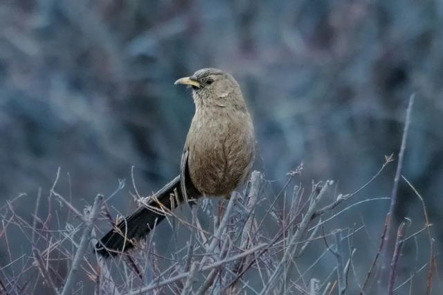 别看TA其貌不扬,这可是我国独有的鸟类休闲区蓝鸢梦想 - Www.slyday.coM 别看TA其貌不扬,这可是我国独有的鸟类休闲区蓝鸢梦想 - Www.slyday.coM