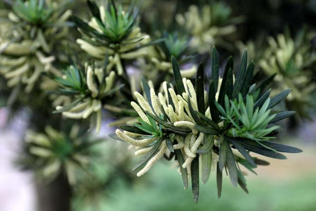 罗汉松通常在养护三年后才能开花,花朵不常见,而且很独特,呈一个个