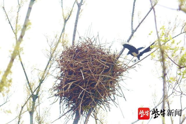 春天里,南京滨江边大树上,对对喜鹊忙搭窝|喜鹊|南京|鸟儿_新浪新闻
