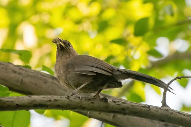 别看TA其貌不扬,这可是我国独有的鸟类休闲区蓝鸢梦想 - Www.slyday.coM 别看TA其貌不扬,这可是我国独有的鸟类休闲区蓝鸢梦想 - Www.slyday.coM