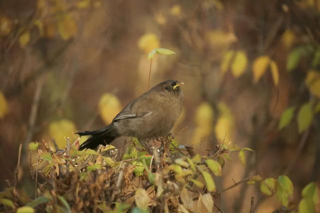 别看TA其貌不扬,这可是我国独有的鸟类休闲区蓝鸢梦想 - Www.slyday.coM 别看TA其貌不扬,这可是我国独有的鸟类休闲区蓝鸢梦想 - Www.slyday.coM