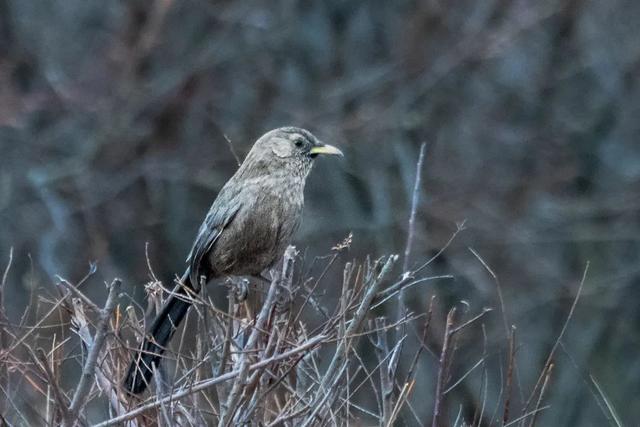 别看TA其貌不扬,这可是我国独有的鸟类休闲区蓝鸢梦想 - Www.slyday.coM 别看TA其貌不扬,这可是我国独有的鸟类休闲区蓝鸢梦想 - Www.slyday.coM