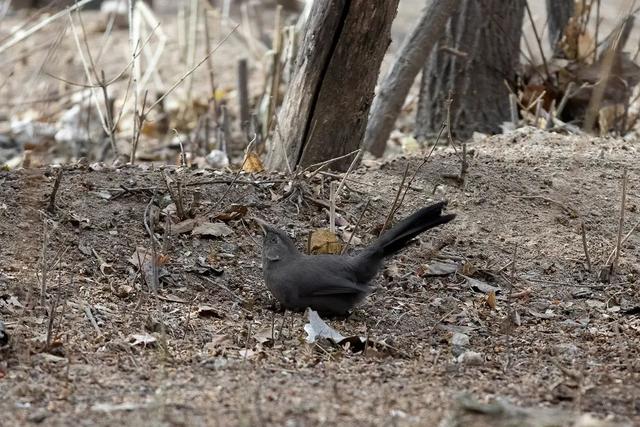 别看TA其貌不扬,这可是我国独有的鸟类休闲区蓝鸢梦想 - Www.slyday.coM 别看TA其貌不扬,这可是我国独有的鸟类休闲区蓝鸢梦想 - Www.slyday.coM