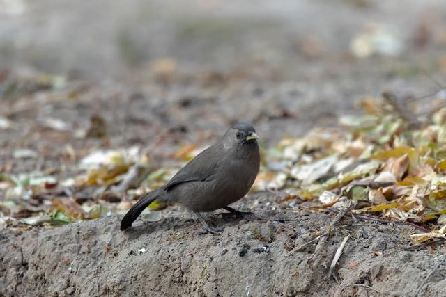 别看TA其貌不扬,这可是我国独有的鸟类休闲区蓝鸢梦想 - Www.slyday.coM 别看TA其貌不扬,这可是我国独有的鸟类休闲区蓝鸢梦想 - Www.slyday.coM