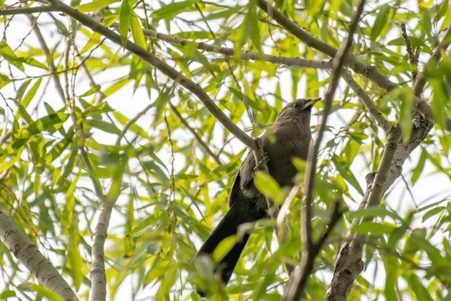 别看TA其貌不扬,这可是我国独有的鸟类休闲区蓝鸢梦想 - Www.slyday.coM 别看TA其貌不扬,这可是我国独有的鸟类休闲区蓝鸢梦想 - Www.slyday.coM
