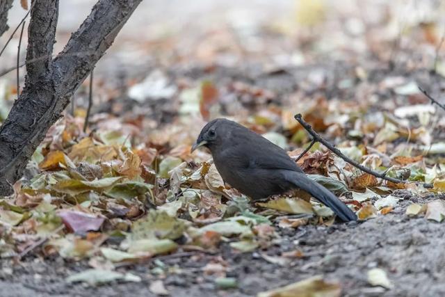 别看TA其貌不扬,这可是我国独有的鸟类休闲区蓝鸢梦想 - Www.slyday.coM 别看TA其貌不扬,这可是我国独有的鸟类休闲区蓝鸢梦想 - Www.slyday.coM