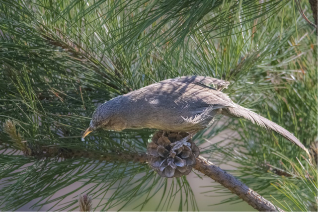 别看TA其貌不扬,这可是我国独有的鸟类休闲区蓝鸢梦想 - Www.slyday.coM 别看TA其貌不扬,这可是我国独有的鸟类休闲区蓝鸢梦想 - Www.slyday.coM