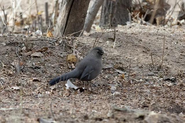 别看TA其貌不扬,这可是我国独有的鸟类休闲区蓝鸢梦想 - Www.slyday.coM 别看TA其貌不扬,这可是我国独有的鸟类休闲区蓝鸢梦想 - Www.slyday.coM