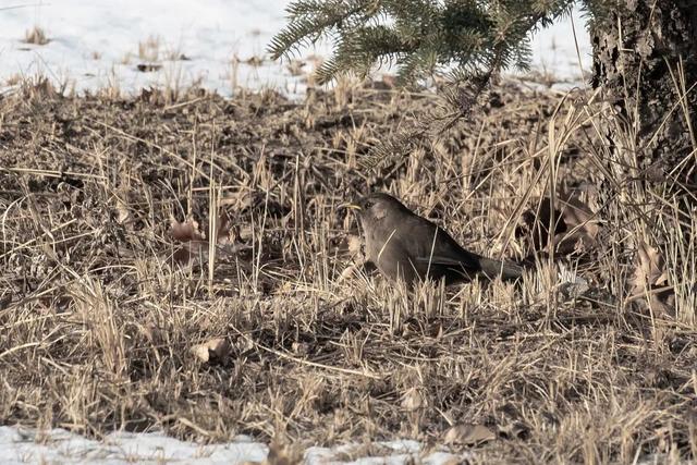 别看TA其貌不扬,这可是我国独有的鸟类休闲区蓝鸢梦想 - Www.slyday.coM 别看TA其貌不扬,这可是我国独有的鸟类休闲区蓝鸢梦想 - Www.slyday.coM