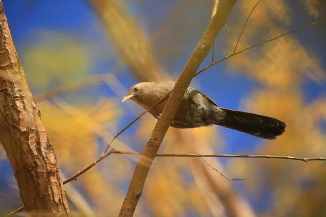 别看TA其貌不扬,这可是我国独有的鸟类休闲区蓝鸢梦想 - Www.slyday.coM 别看TA其貌不扬,这可是我国独有的鸟类休闲区蓝鸢梦想 - Www.slyday.coM