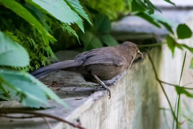 别看TA其貌不扬,这可是我国独有的鸟类休闲区蓝鸢梦想 - Www.slyday.coM 别看TA其貌不扬,这可是我国独有的鸟类休闲区蓝鸢梦想 - Www.slyday.coM