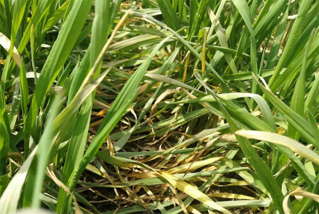 1,如果缺肥,缺水导致小麦发黄,等到当地温度回暖,小麦进入返青期后