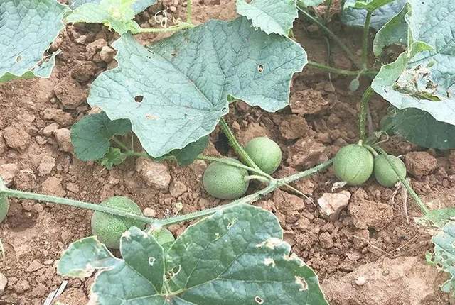 玉米田里的“小西瓜”，被农民当杂草防除，却有人收购上百元一斤休闲区蓝鸢梦想 - Www.slyday.coM