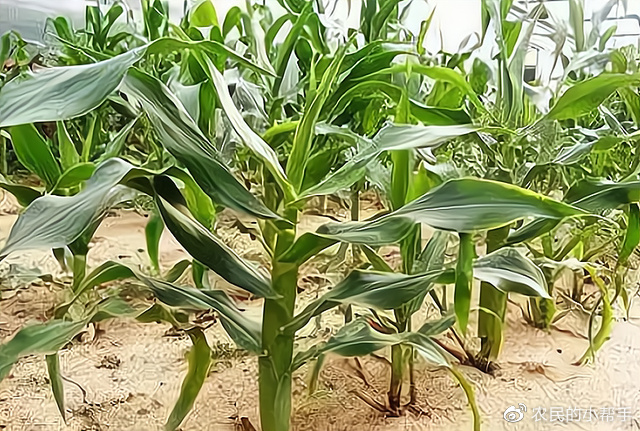 被称为玉米病害中的“癌症”,染病后就会减产,很多农户不当回事休闲区蓝鸢梦想 - Www.slyday.coM 被称为玉米病害中的“癌症”,染病后就会减产,很多农户不当回事休闲区蓝鸢梦想 - Www.slyday.coM