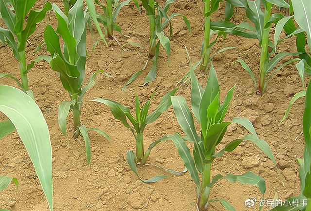 被称为玉米病害中的“癌症”,染病后就会减产,很多农户不当回事休闲区蓝鸢梦想 - Www.slyday.coM 被称为玉米病害中的“癌症”,染病后就会减产,很多农户不当回事休闲区蓝鸢梦想 - Www.slyday.coM