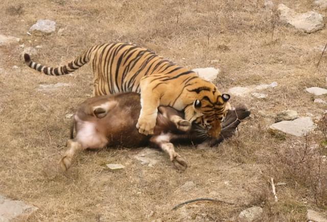 小兴安岭东北虎吃了黑熊熊真干不过老虎吗要看啥熊与啥虎去比
