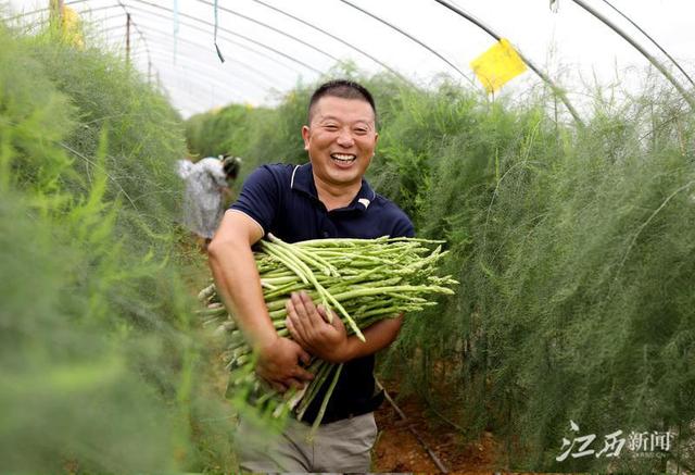 6月16日,在万年县陈营镇永乐村芦笋种植基地,村民王万水在采摘芦笋.