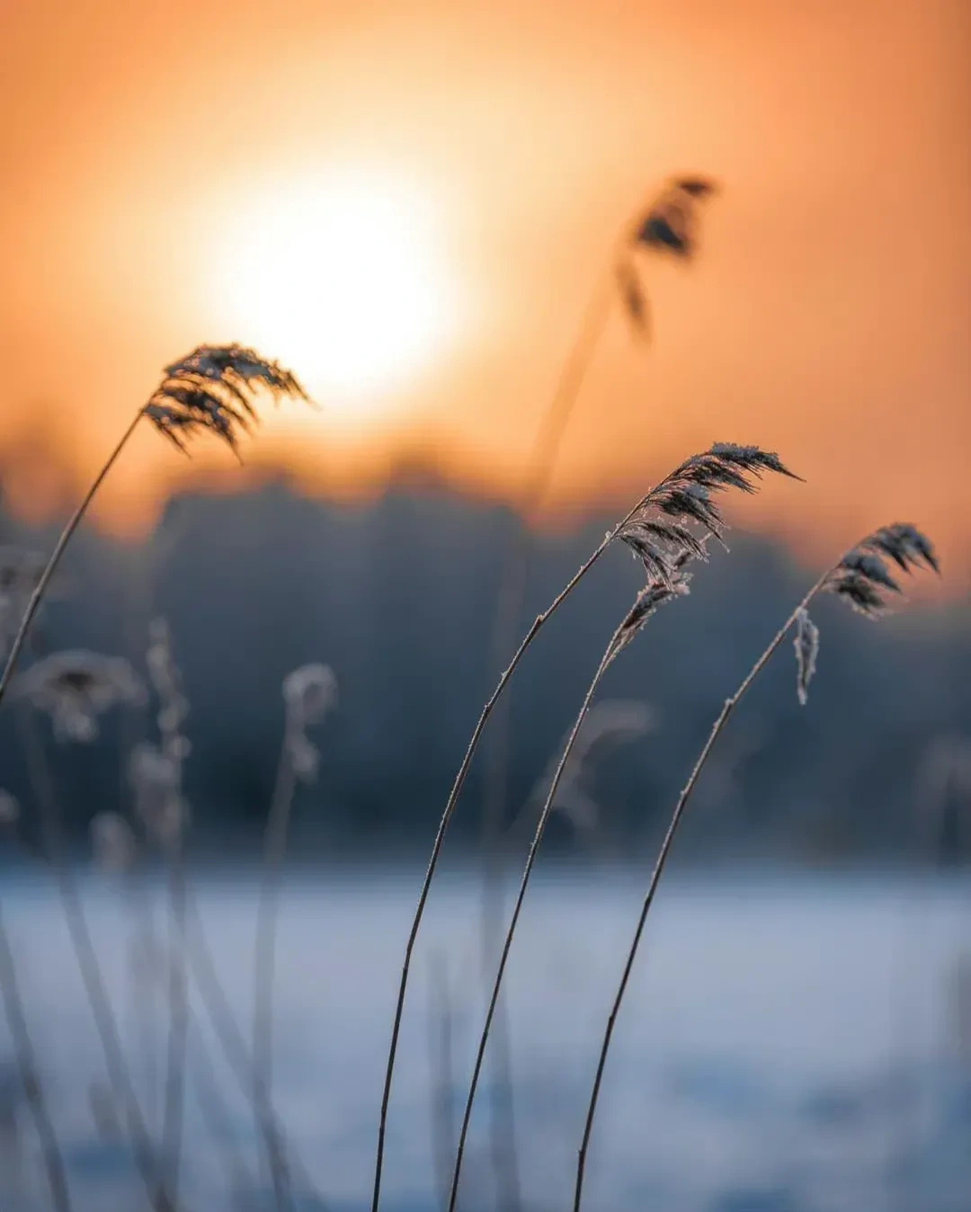 白头若是雪可替,世上何来苦心人__财经头条