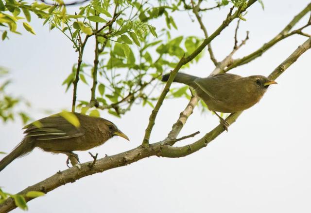 别看TA其貌不扬,这可是我国独有的鸟类休闲区蓝鸢梦想 - Www.slyday.coM 别看TA其貌不扬,这可是我国独有的鸟类休闲区蓝鸢梦想 - Www.slyday.coM