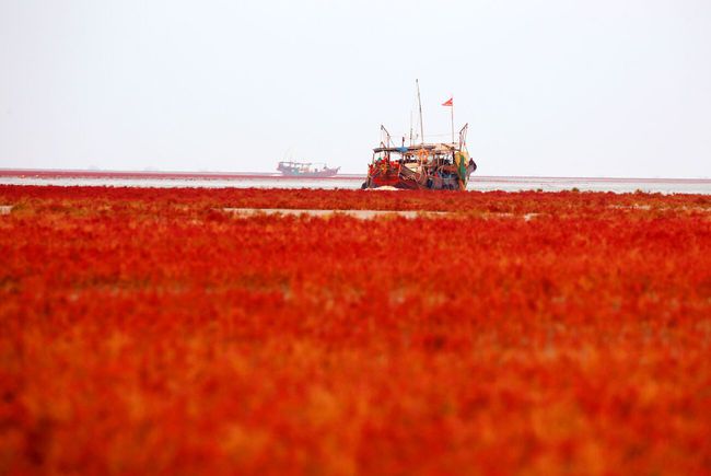 组图丨美黄河口湿地又铺红地毯