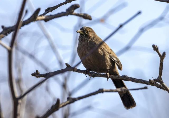 别看TA其貌不扬,这可是我国独有的鸟类休闲区蓝鸢梦想 - Www.slyday.coM 别看TA其貌不扬,这可是我国独有的鸟类休闲区蓝鸢梦想 - Www.slyday.coM