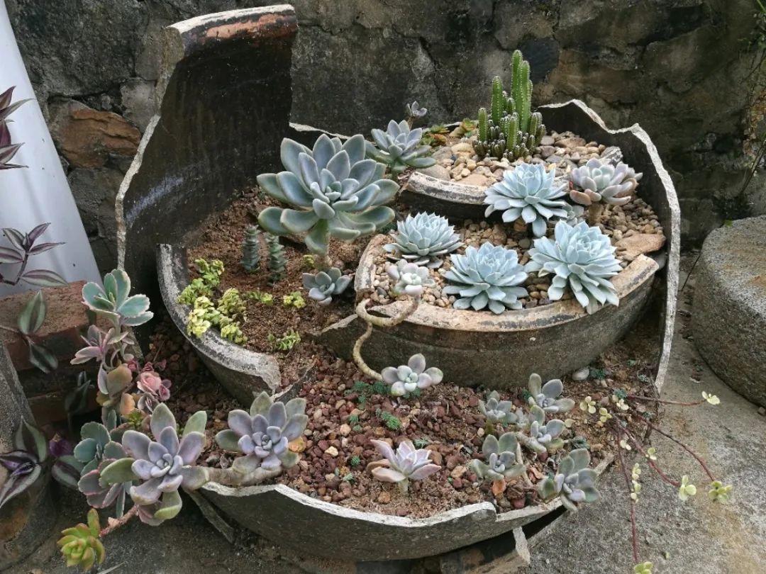 大水缸养花30年不用换盆放门口能当传家宝